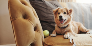 <?php the_title(); ?>